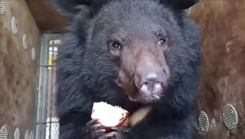    Скрин с видео парка "Малинки". Галина Ященко