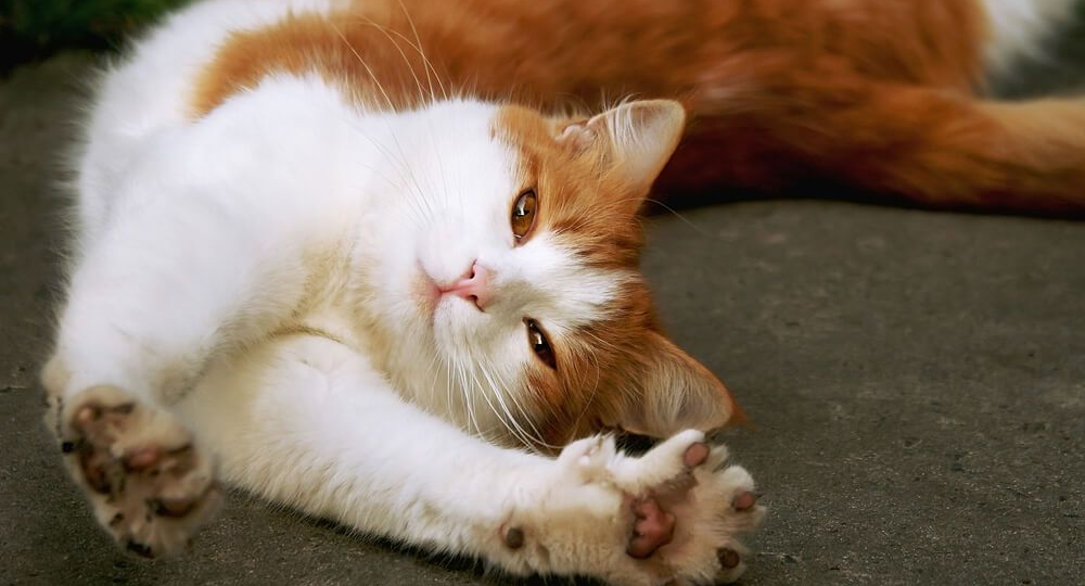 😻7 железобетонных причин, почему люди любят кошек