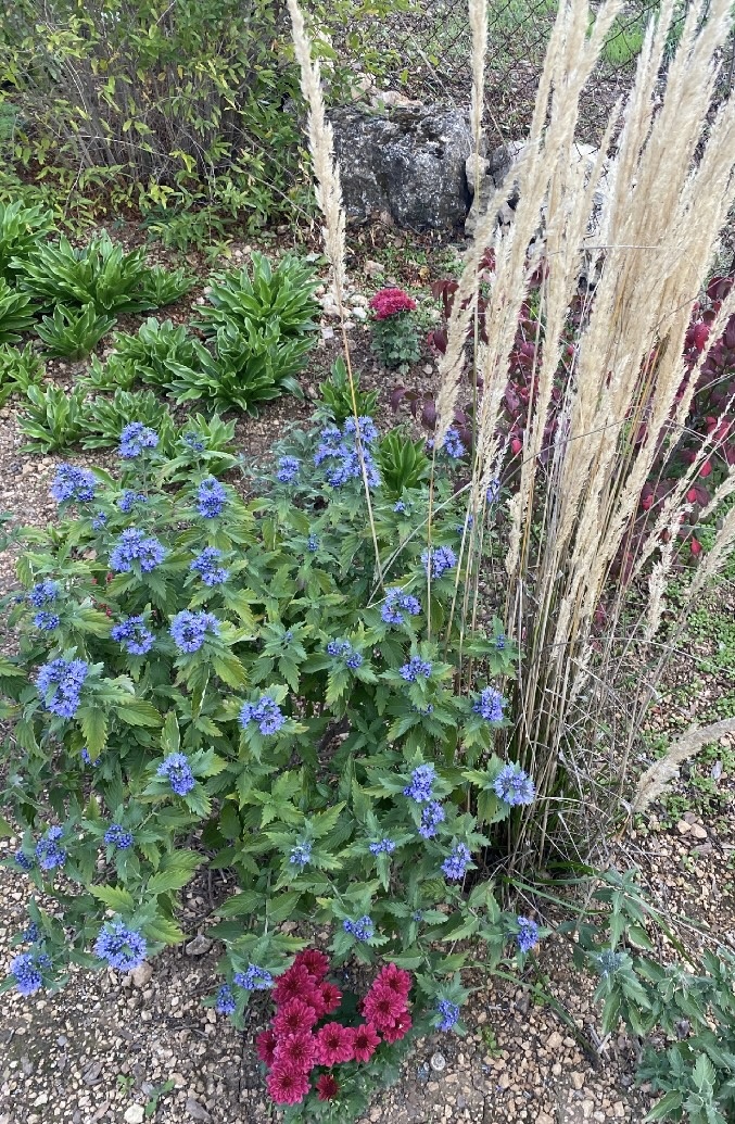 Кариоптерис и вейник осенью