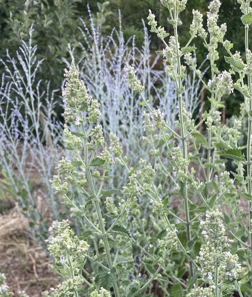 Мелисса на фоне перовскии летом