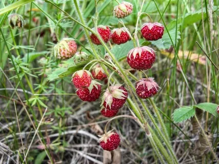 полевая ягода