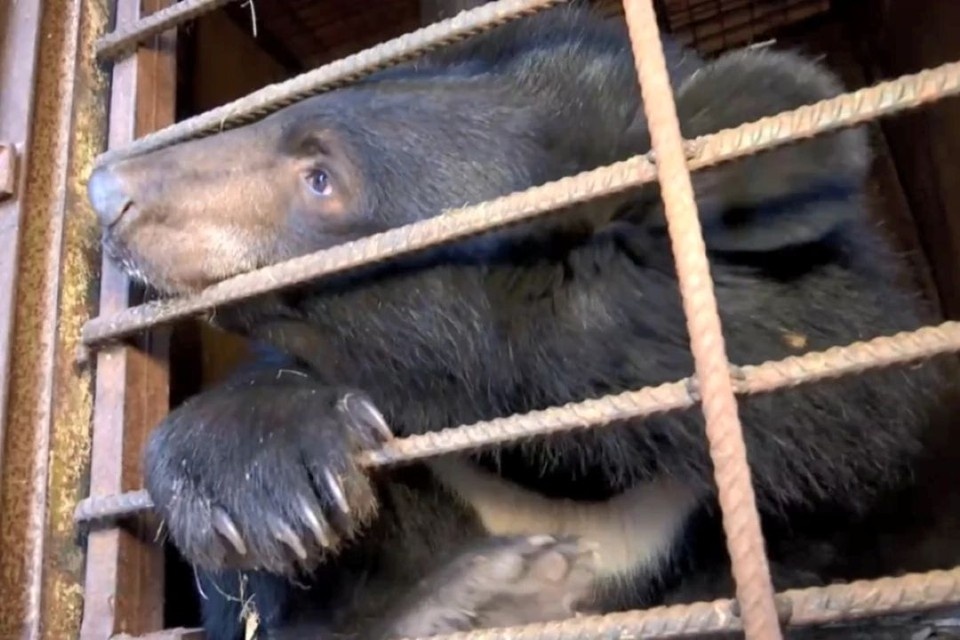    Гималайская медведица Маша переедет в ростовский парк птиц 23 февраля. Фото: Центр реабилитации редких животных "Тигр".