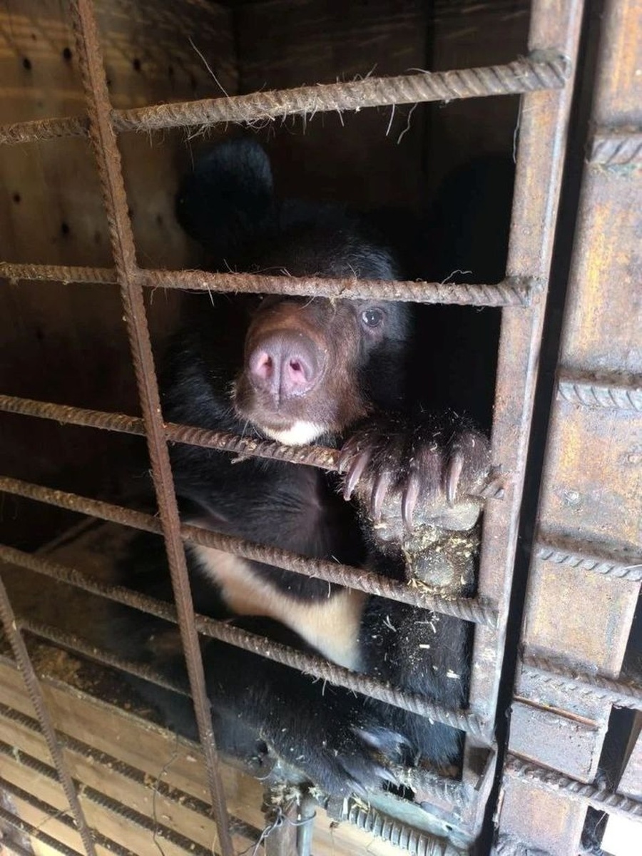    У Маши появился новый дом. Фото: Центр реабилитации диких животных "Тигр".