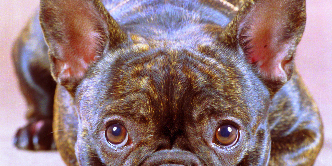 ФРАНЦУЗСКИЙ БУЛЬДОГ