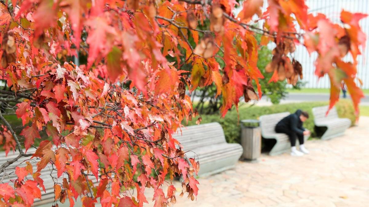    Клен американский (ясенелистный), вошедший в список инвазивных растений, может быть полностью истреблен в Москве / Фото: Василий Кузьмиченок / АГН Москва