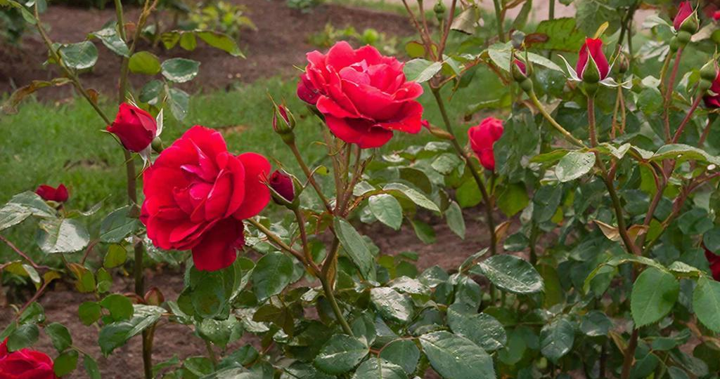 Капризные соседи: что нельзя сажать рядом с розами