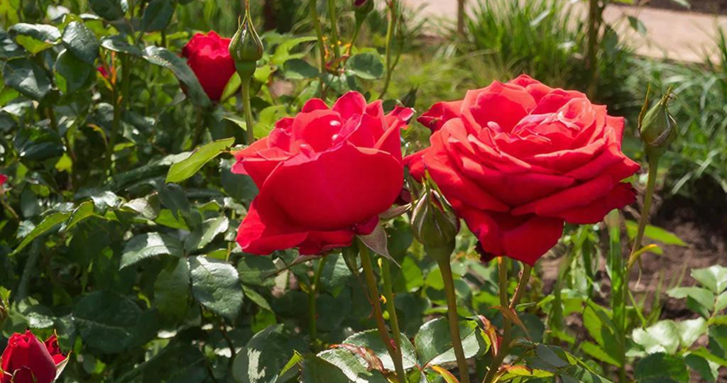 Чем кормить розы в саду: полный календарь подкормок от весны до осени