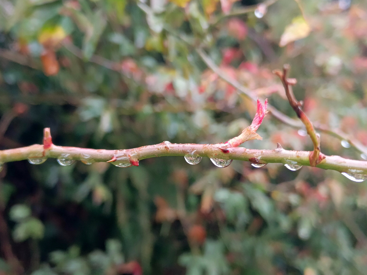 Адлер, февраль 2026 года