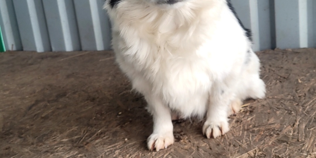 Снова о больном.. Крошка из отлова.