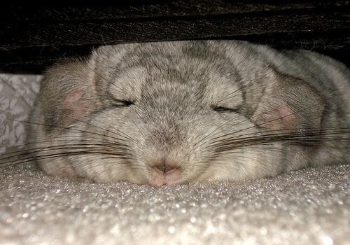 Шиншиллы очень интересные и умные животные.  В этой статье,я расскажу некоторые факты о них,которые вы может быть и не знали! Подписывайтесь,ставьте лайки,и погнали!🤗