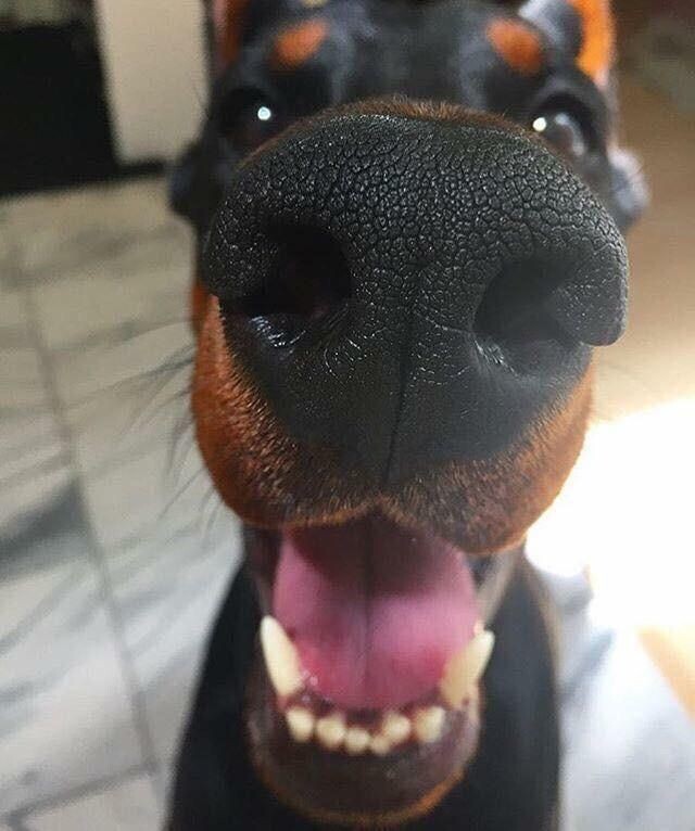 -Доктор, а что такое прививка?!