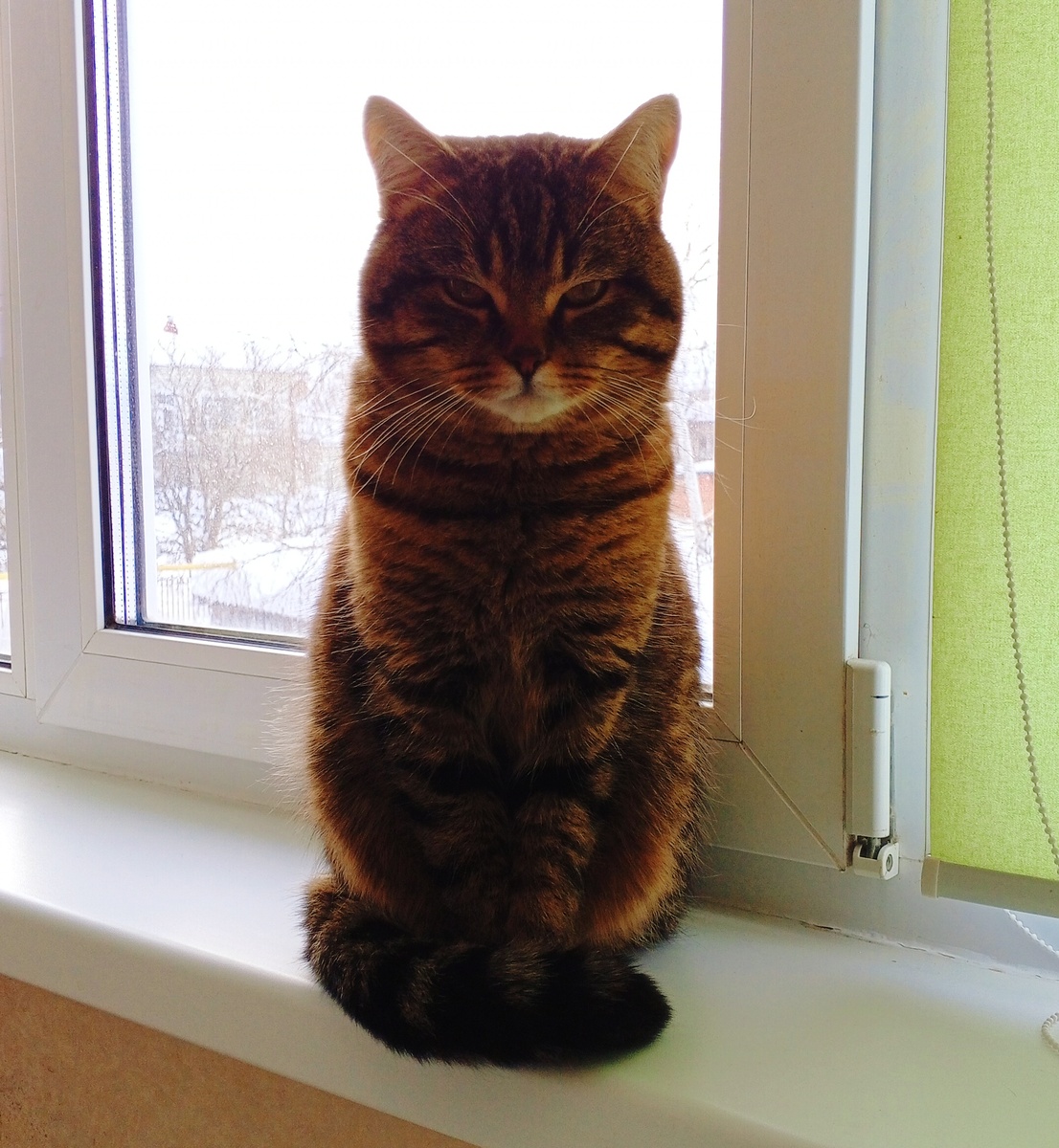 С котом я себя ощущаю более защищенной, чем с половиной своей. Кот не бросает меня в беде.  Обнимает и дает мне понять, что я не одна. Если что.. в тапки ему....Маленький, но мужества не занимать. Я его кормлю, а он отвечает мне любовью и защитой - как и должно быть.