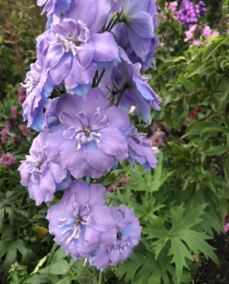 Безымянный мой, крупный и красивый