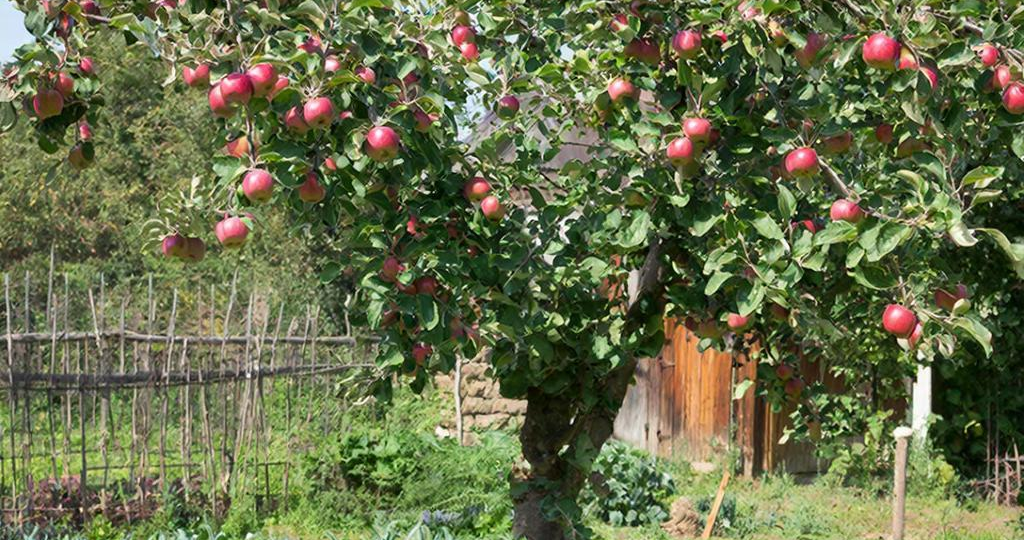 Чем категорически нельзя подкармливать яблоню: список опасных удобрений