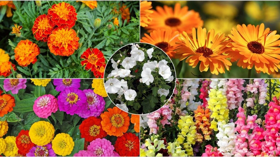 однолетники