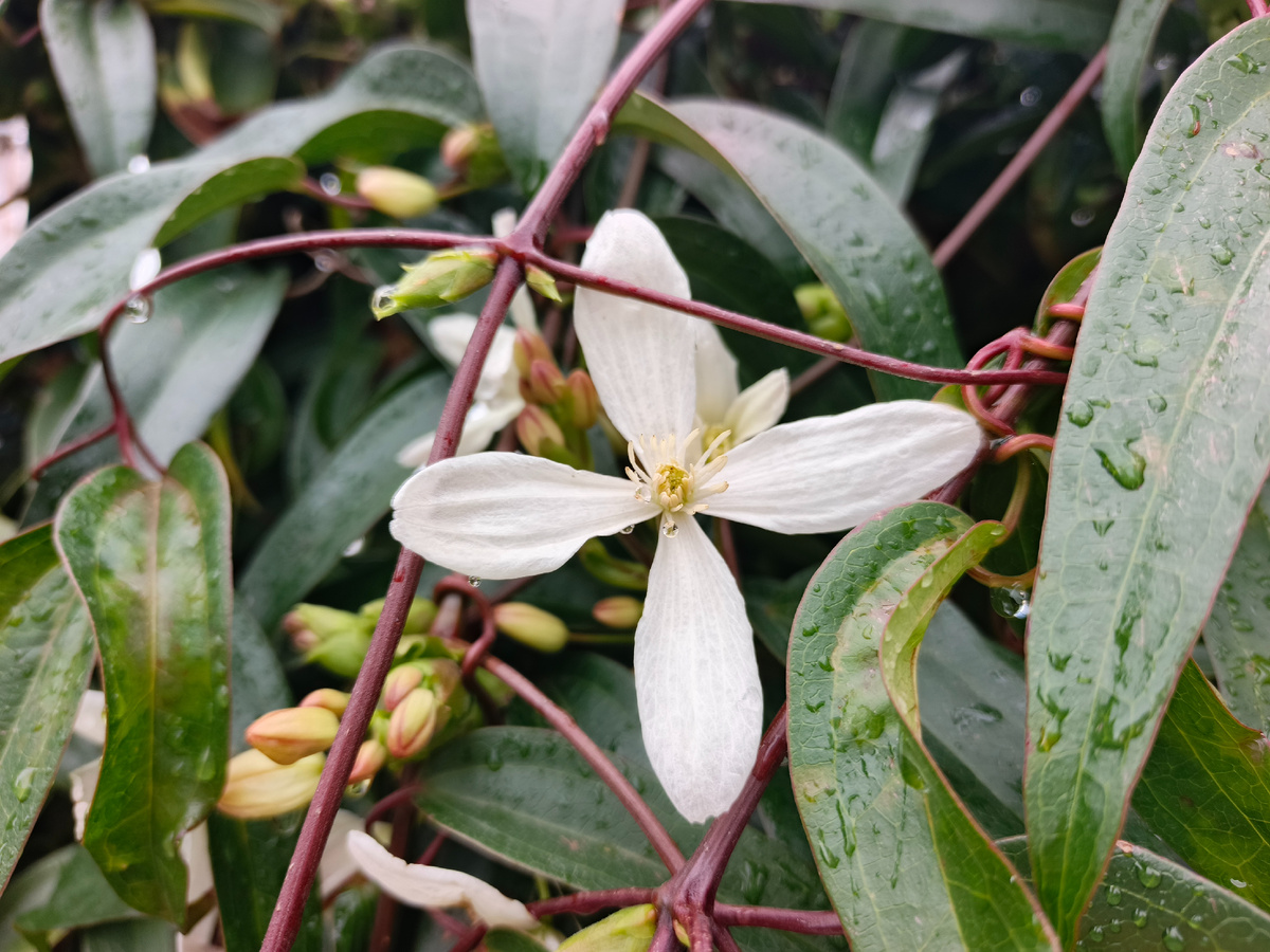 Адлер, ЖК Летняя резиденция, клематис, февраль 2026 года