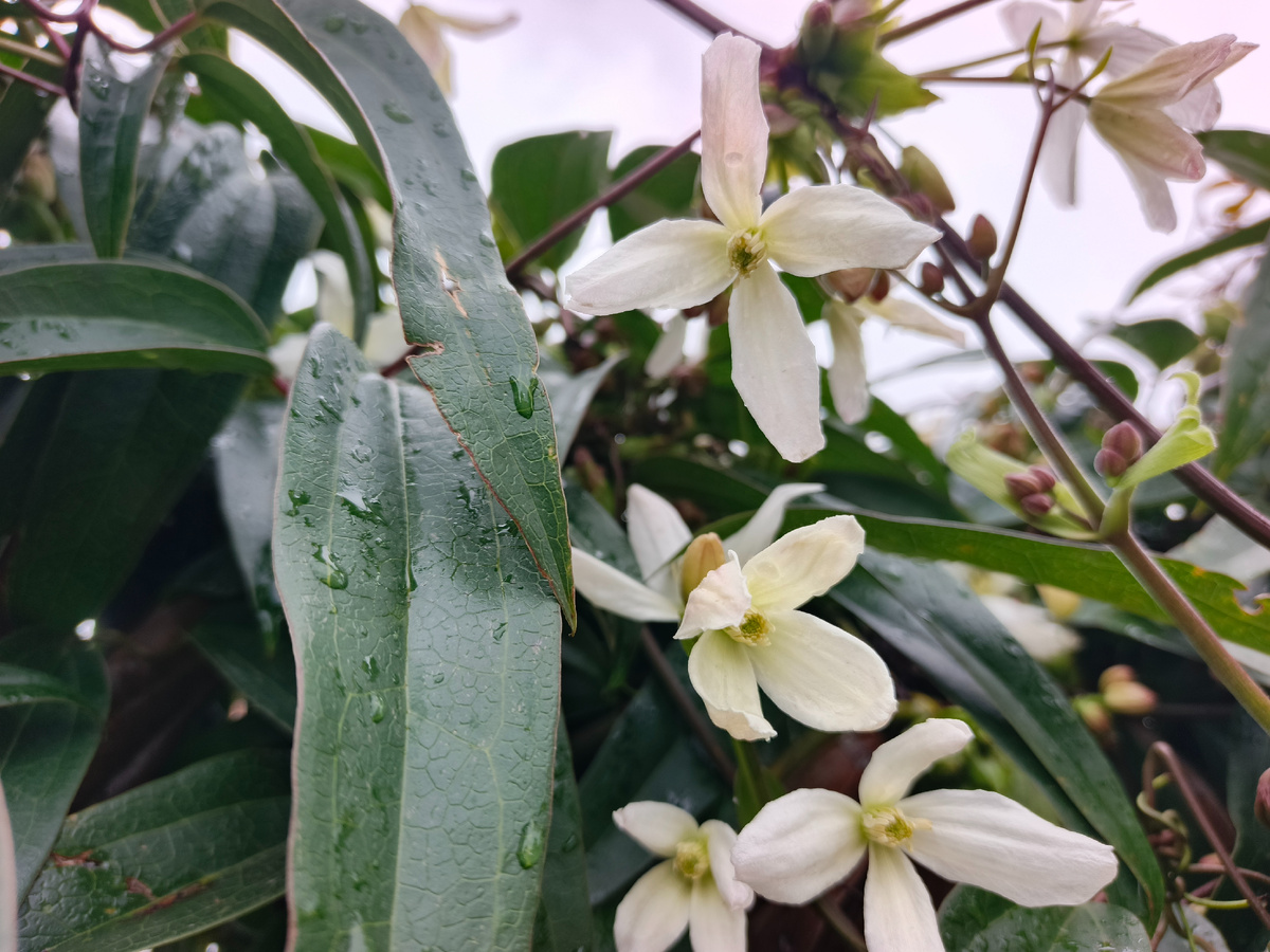 Адлер, ЖК Летняя резиденция, клематис, февраль 2026 года