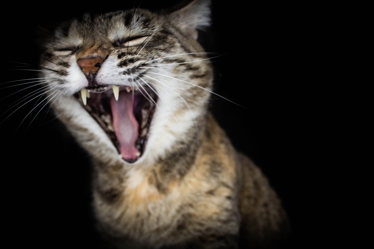 Коша Моша очень художественно зевает