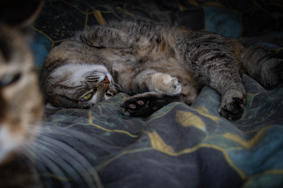 Мошка демонстрирует мне как надо расслабляться, Мурка тем временем пытается заглянуть в камеру 