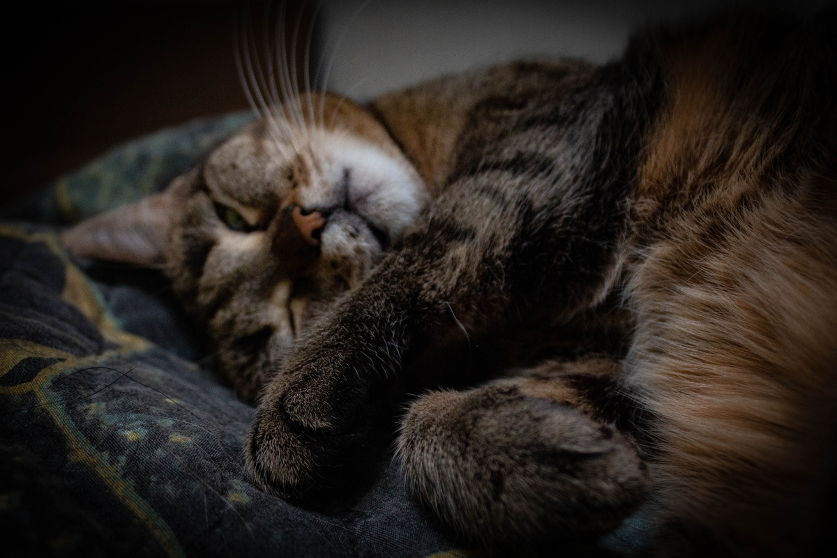 Теперь Мура заметила, что ее снимают и начала позировать