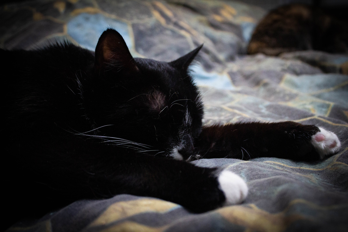 Данте невозмутим, ничто не смутит его сон