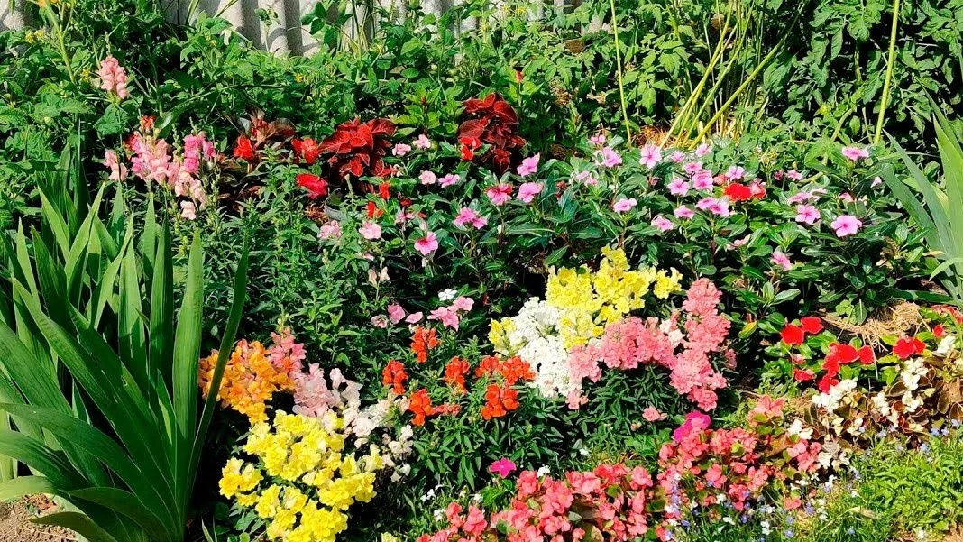 клумба с цветами