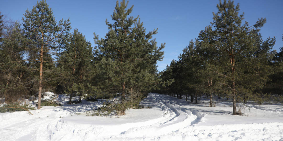В Ленобласти нашли 10-летнего мальчика, потерявшегося на лесной лыжной трассе
