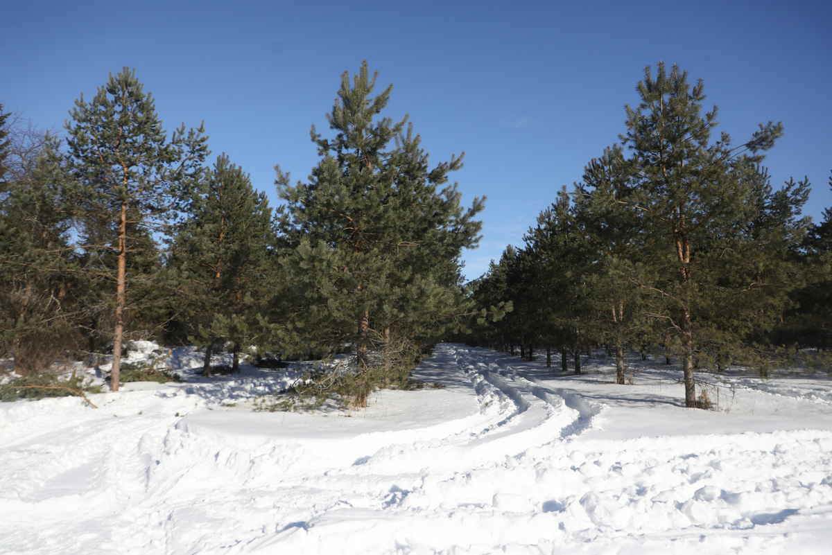 Автор: Александр Глуз