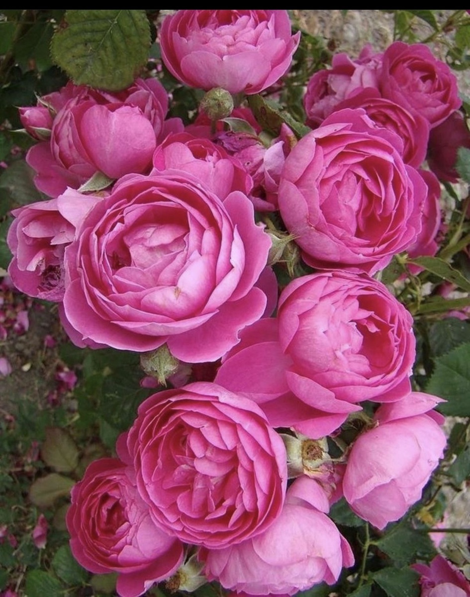 Кустовая роза