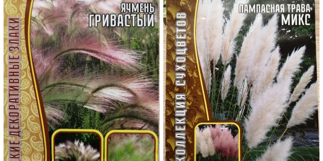 Декоративные злаки в моем саду.