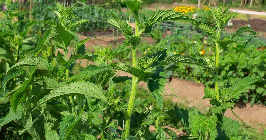 Зелёное золото: почему крапива должна стать главным удобрением на вашем участке
