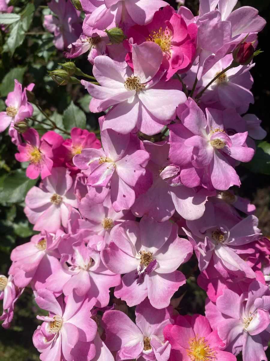 Парк Екатерингоф