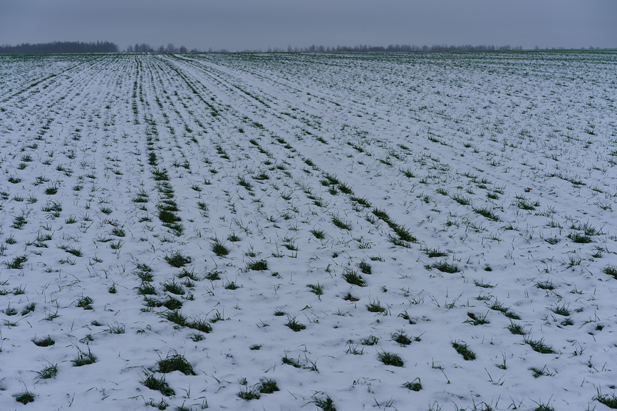 Поле, покрытое снегом, где посеяна озимая рожь