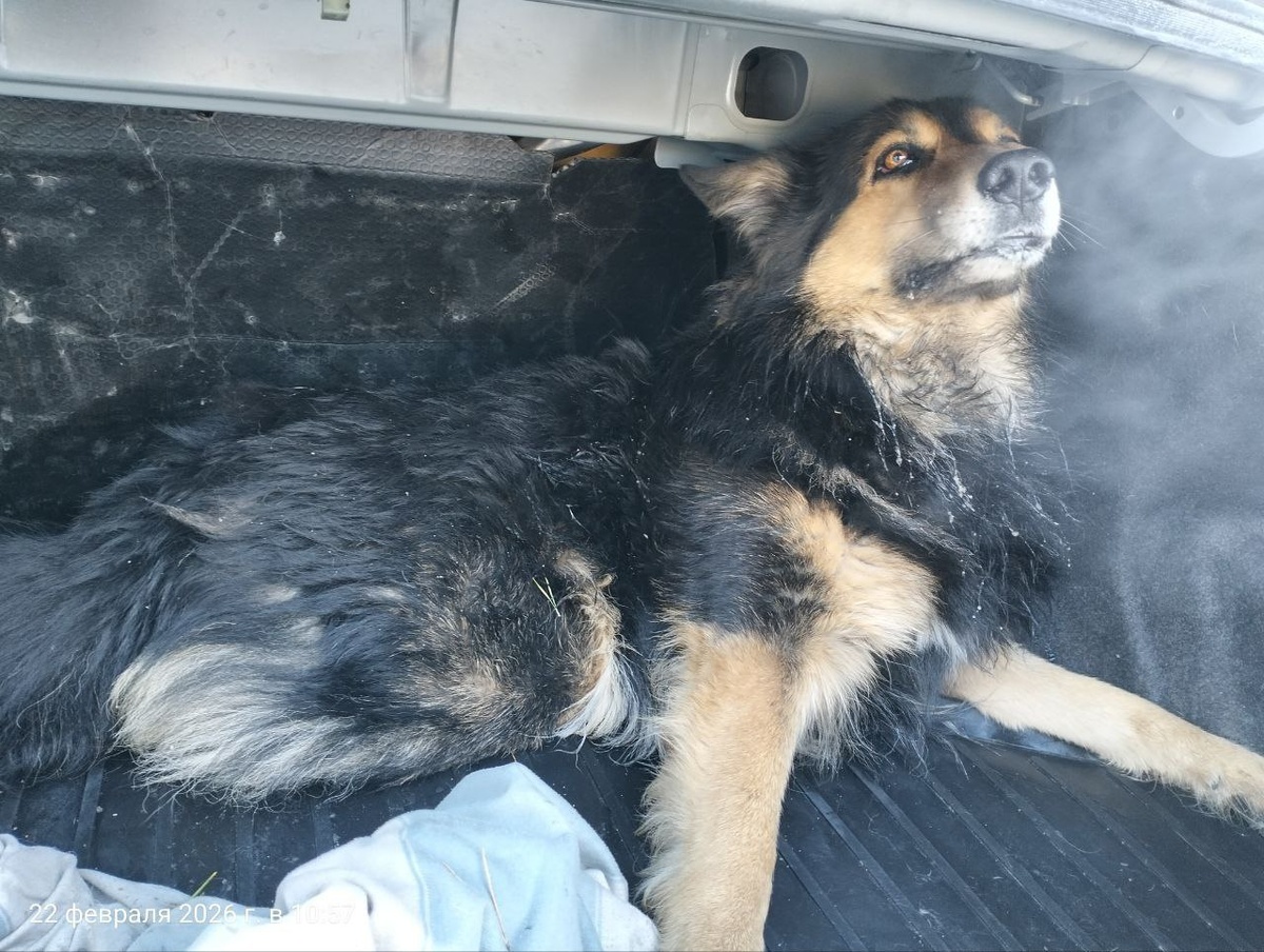 Пёс Граф, потерялся и попал под машину, к сожалению, у него поврежден позвоночник, но хозянва его нашли и не отказались от своего друга, будут лечить и ухаживать.