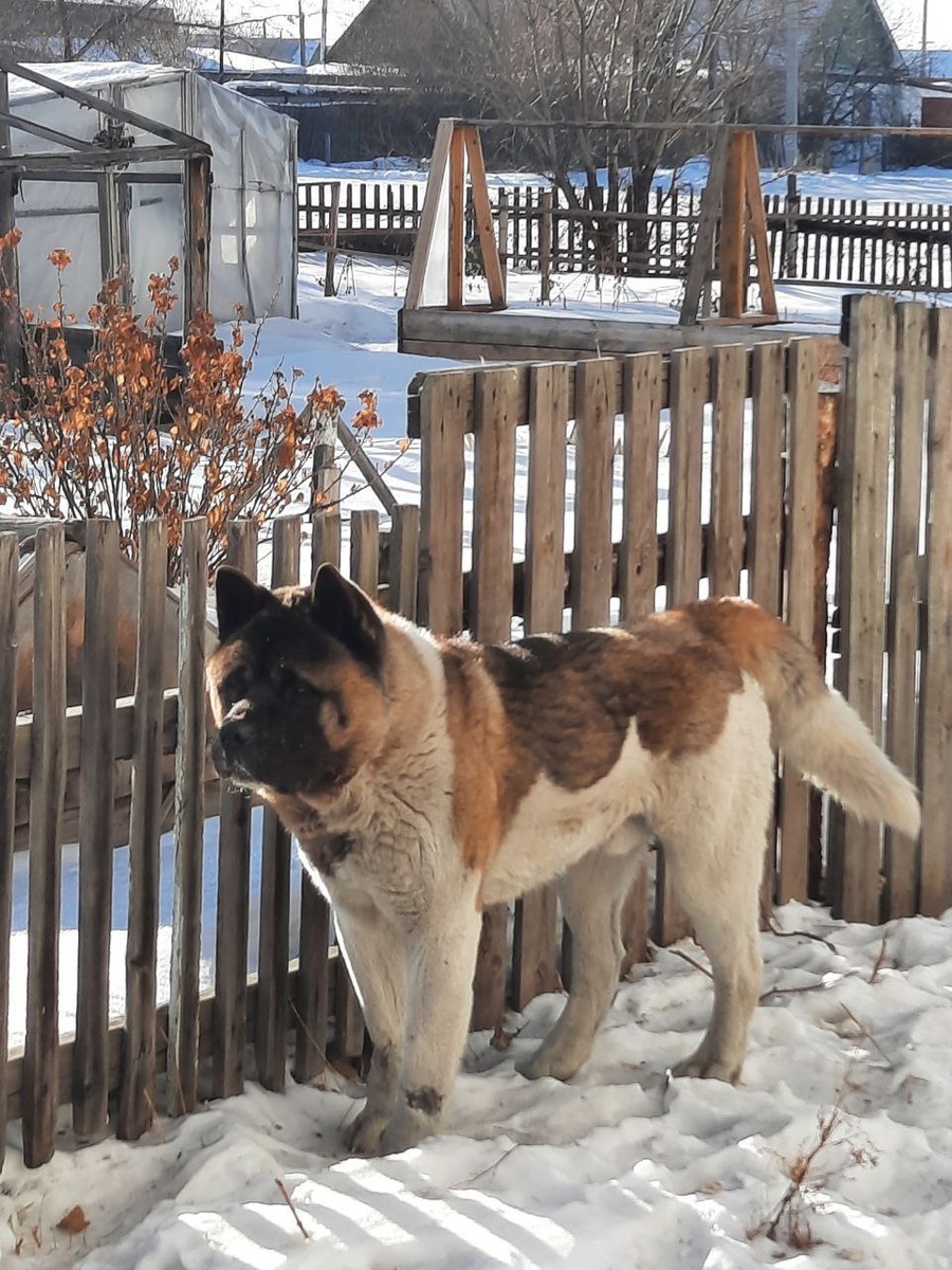 Акита, по имени Медведь, непонятно, как такой красавец оказался бездомным. Пса с большим трудом поймали, теперь он поедет в Питер, им будет заниматься каманда Акита хелп.