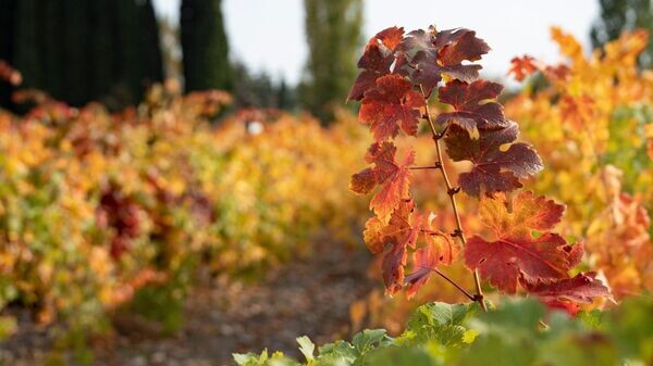    © РИА Новости Крым