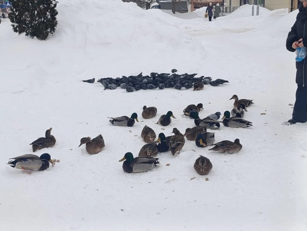 Прямо посреди дороги, рядом с До-До пиццей, сидела стая уток! Под сильным ветром, и немилосердным снегопадом, уточек кормили проходящие мимо люди. Честно говоря, я впервые видел уток, зимой, под снегопадом, посреди дороги.