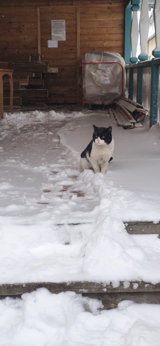 По дороге до собора, мы увидели на крыльце одного из домов - довольно крупного кота, с раскрасим морды, словно он в маске Zorro. Умилительнейшая картина, долго любовались. 