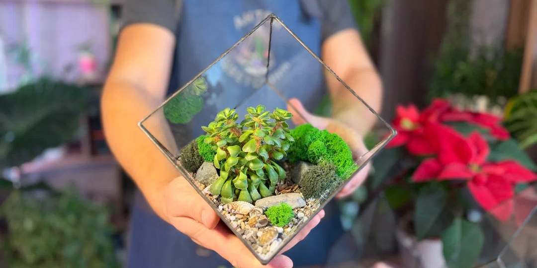 Растения для всех и каждого: не заводите суккуленты, не зная эти нюансы