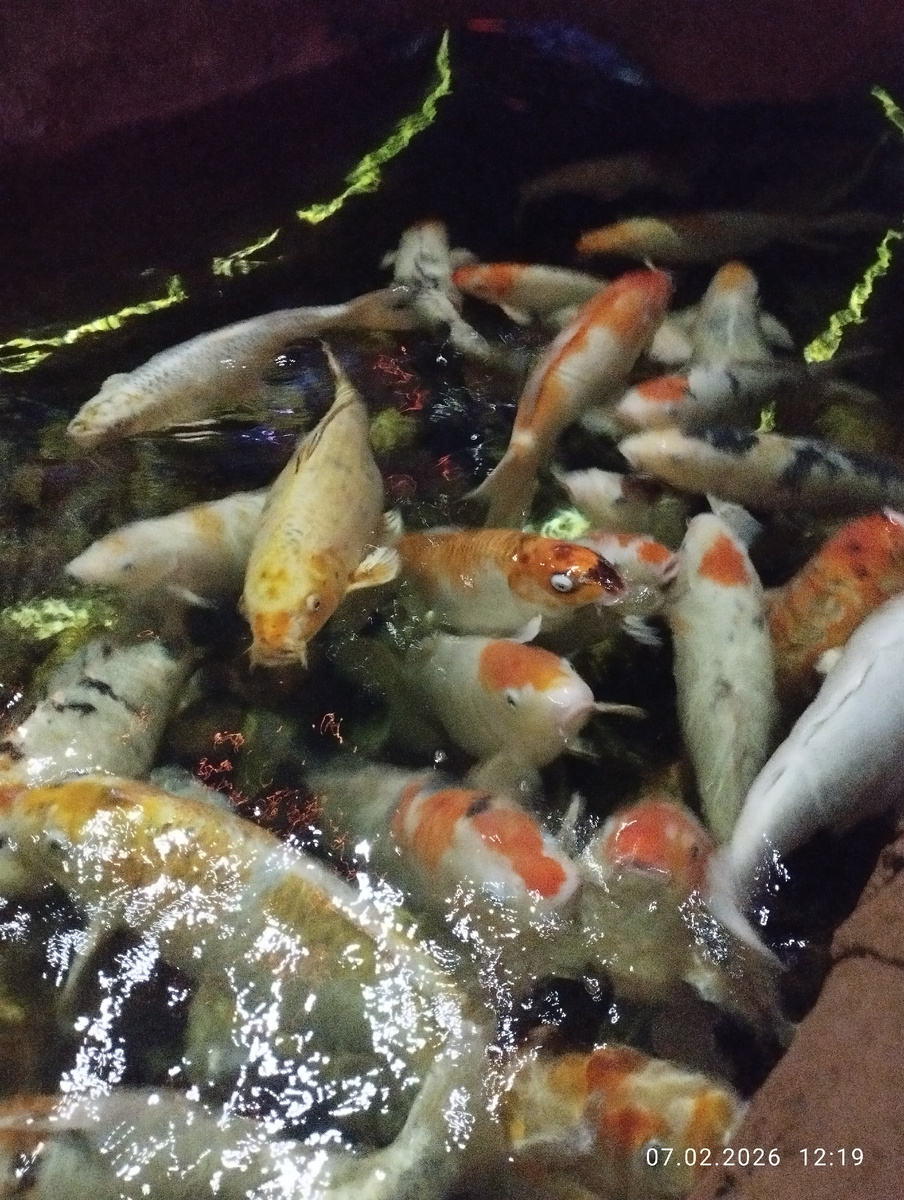 Фото автора. 