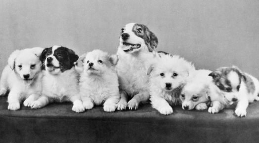 Стрелка  и её  щенки ,