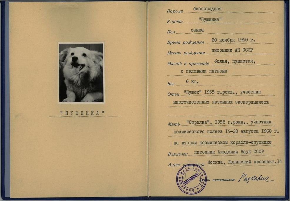 Пушинке выдали паспорт, подписанный заместителем заведующего Питомником Академии наук СССР Людмилой Радкевич
