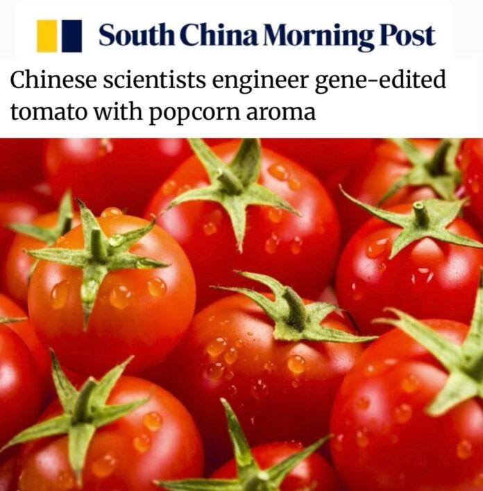    Сбой в матрице вкуса: Как китайские попкорн-томаты уничтожили границы реальности и почему ваш салат теперь пахнет блокбастером.