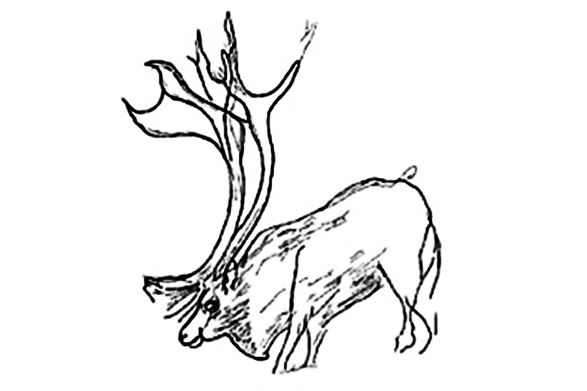 Отрисовка оленя с гравюры из пещеры Ла Марш