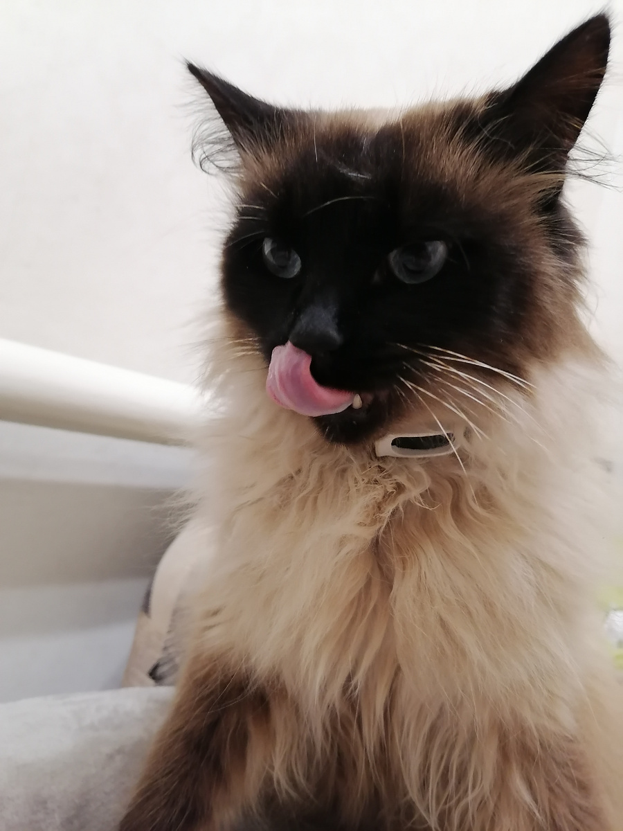 Просыпаемся. Котик ням-ням хочет