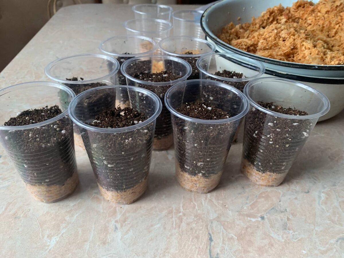 Посев в стаканчики с опилками. Фото автора