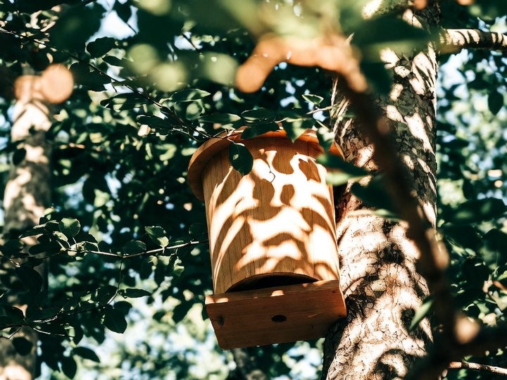 Ловушки для роёв пчёл: Ваш путеводитель по бесплатному пополнению пасеки