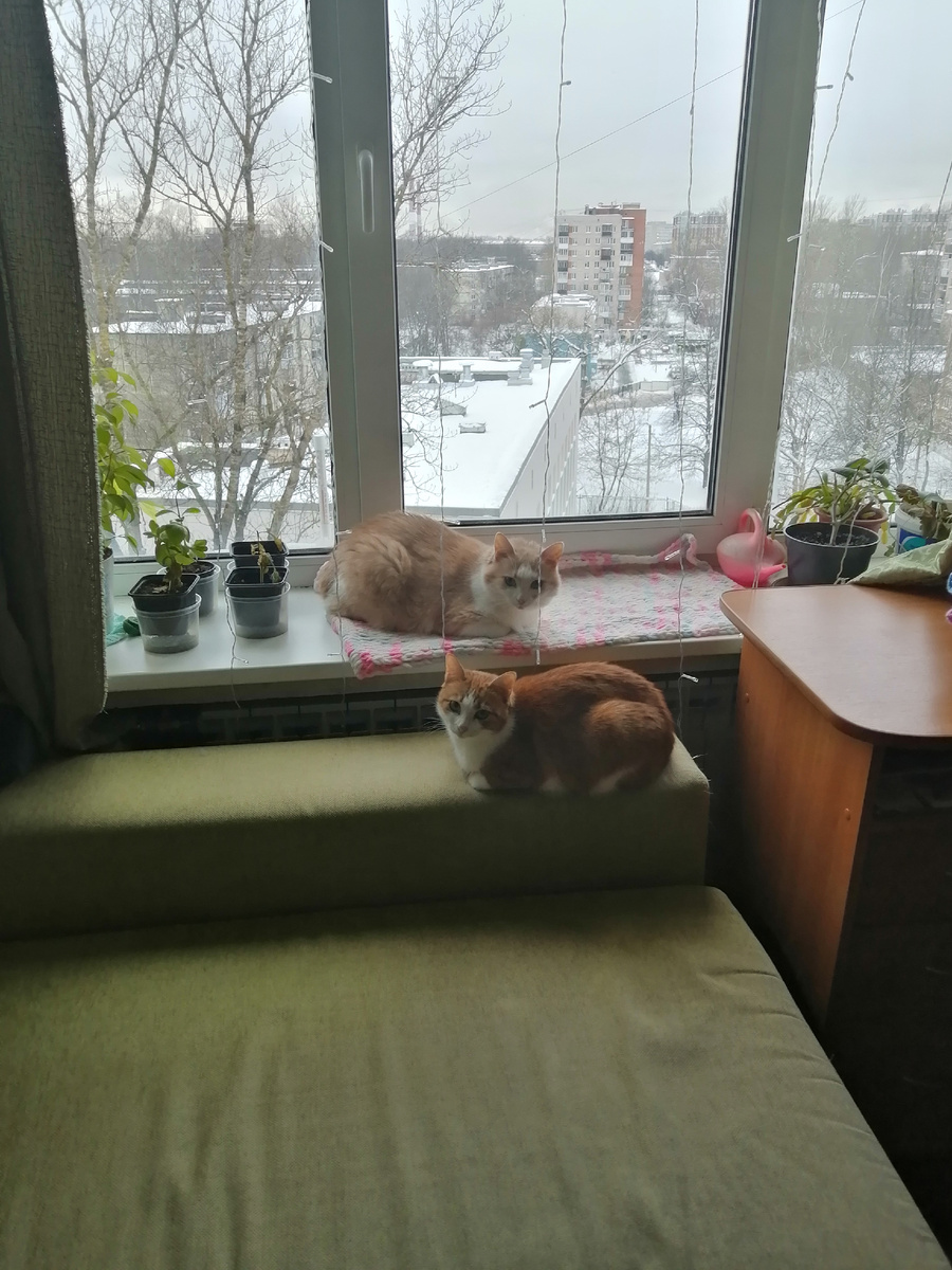 Котейки рядом