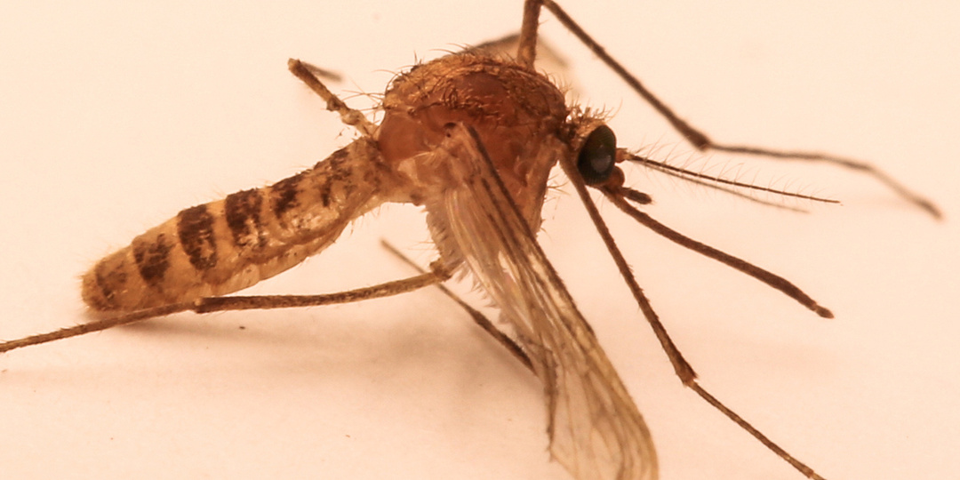 Германия — Комары идут на север