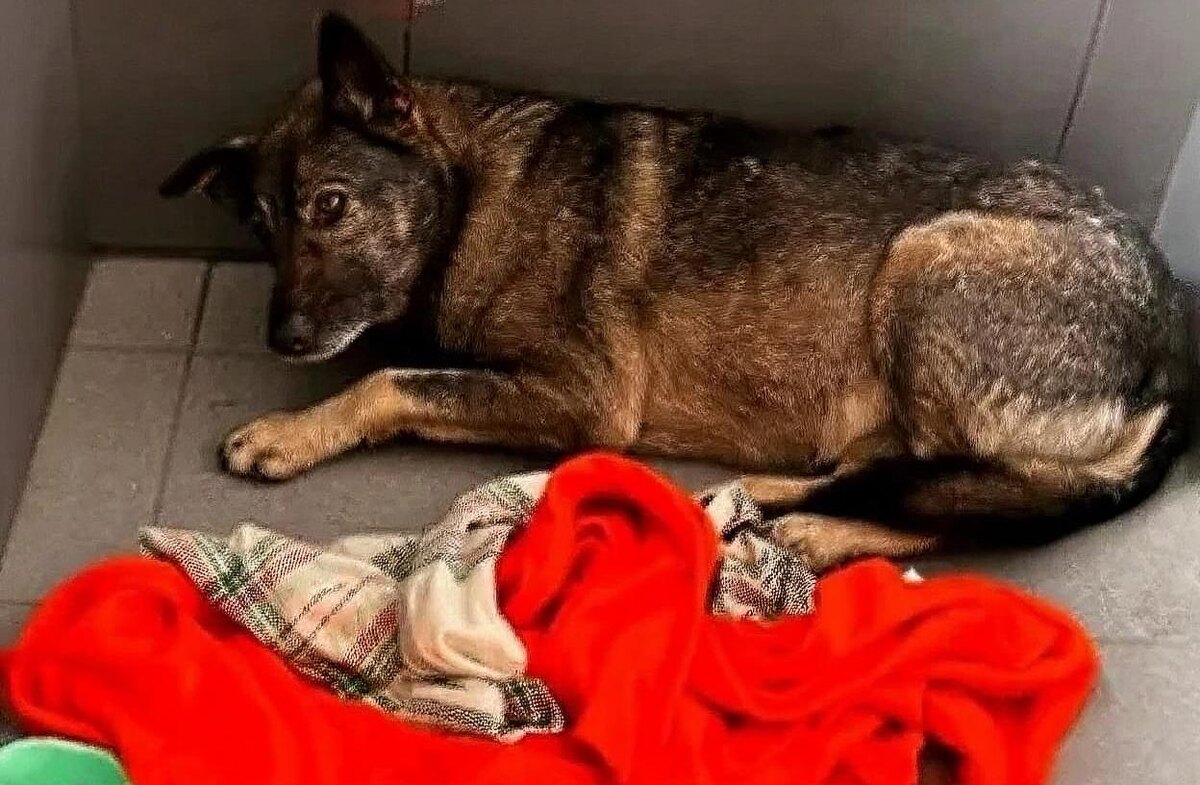 Додобоня, Додо Пицца Челябинск, курьер уволен за собаку, бойкот Додо Пицца, бездомная собака приют, Михаил курьер Додо, история Додобони финал